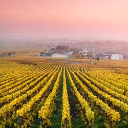 Champagne Accommodation Los Angeles