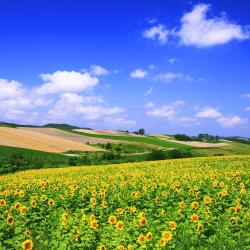 Hokkaido Accommodation Los Angeles