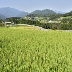 Miyazaki Accommodation Los Angeles