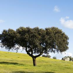 Alentejo Accommodation Los Angeles