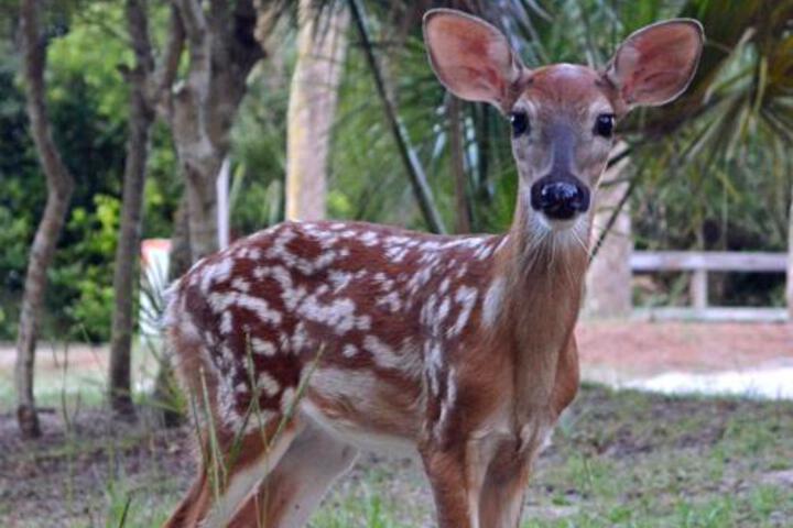 172 Beach Club Villa - thumb 4