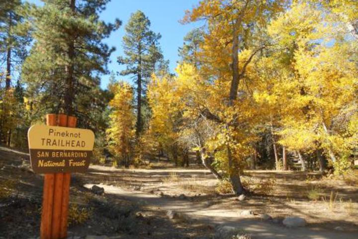 Family Bear - thumb 2