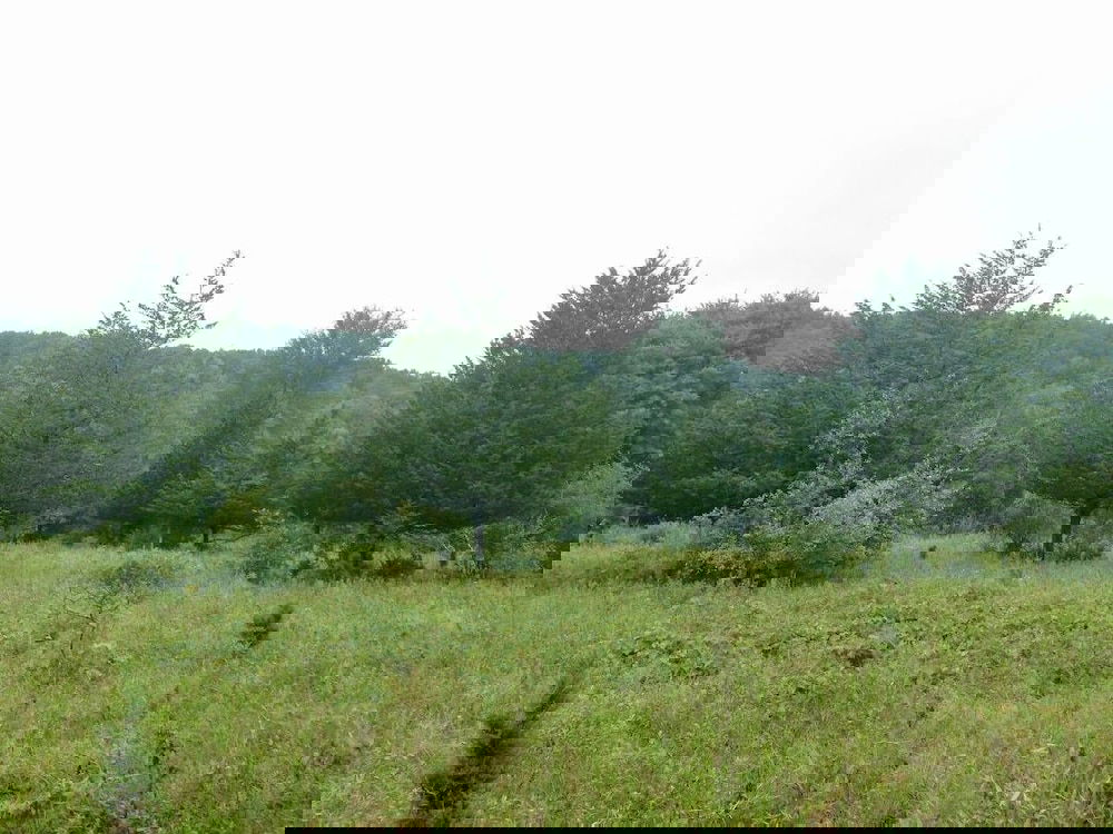 Tentrr Clove Mountain Meadow - thumb 2