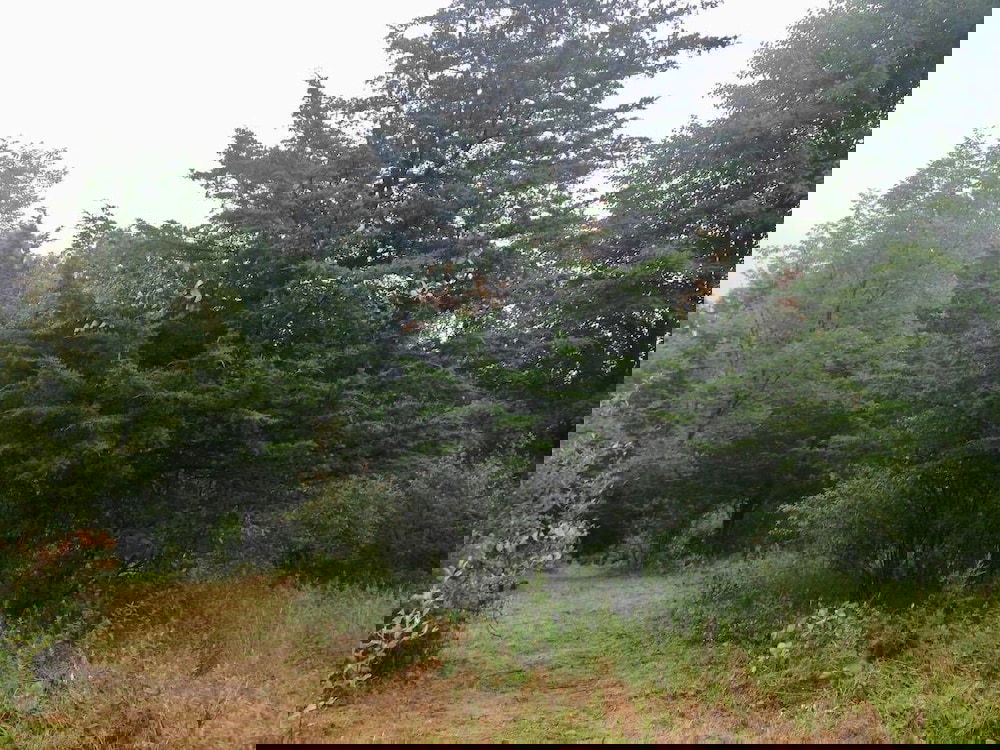 Tentrr Clove Mountain Meadow - thumb 4