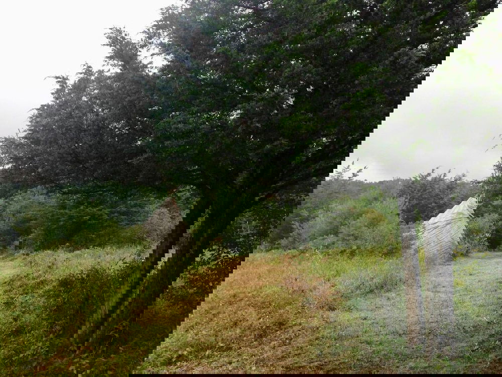 Tentrr Clove Mountain Meadow - thumb 0