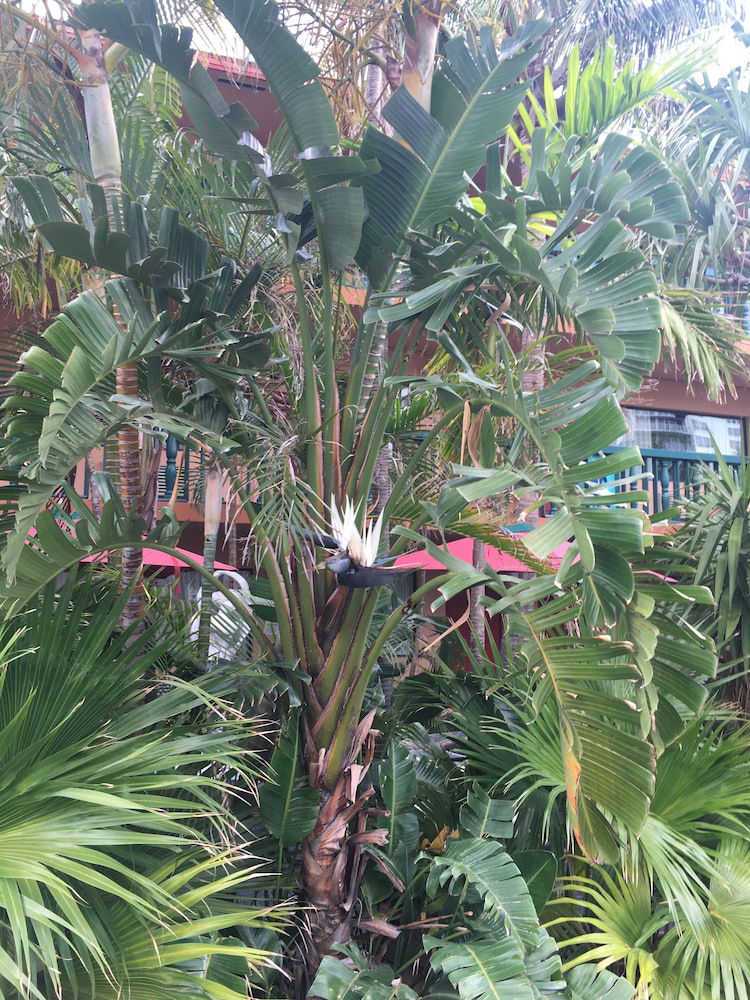 Fort Lauderdale Beach Resort Hotel & Suites - thumb 2