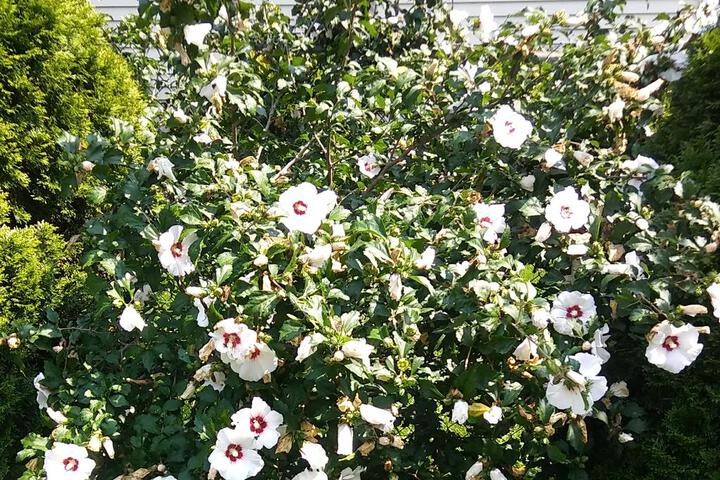 President Inn & Suites - thumb 2