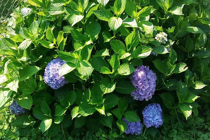 President Inn & Suites - thumb 3