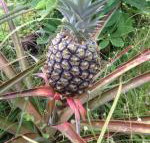 Heavenly Hana Paradise - Accommodation Los Angeles