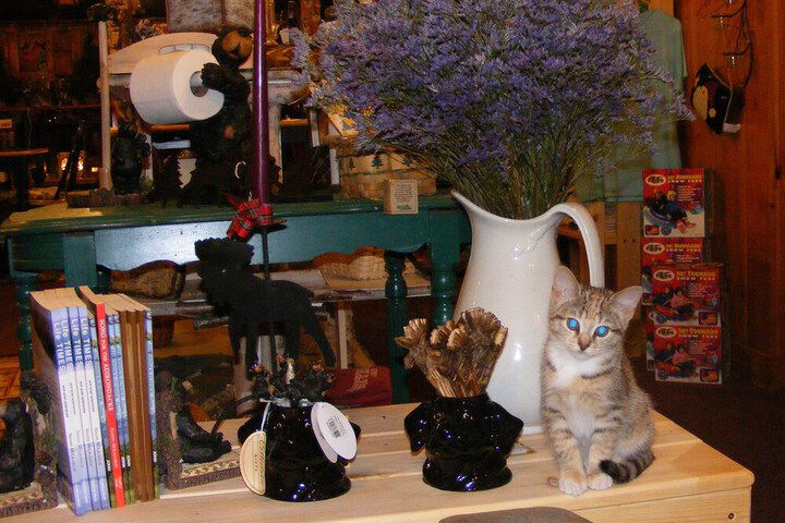 Mountain Brook Lodge - thumb 4