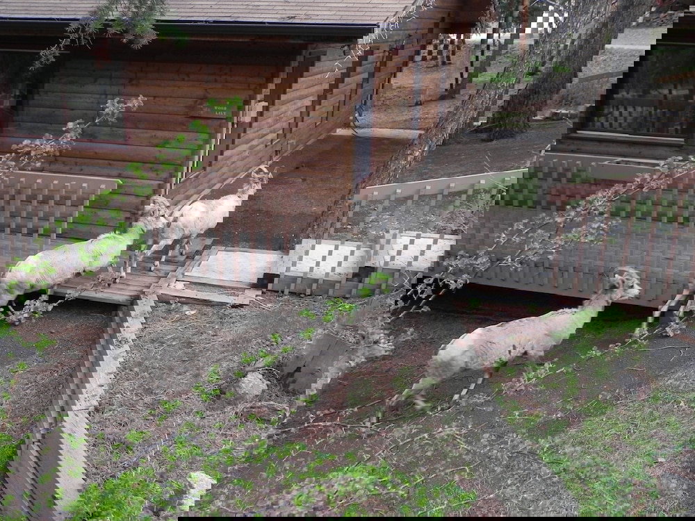 Streamside On Fall River - thumb 0