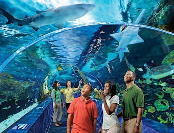 His Amazing Grace Two Bedroom Cabin - thumb 5