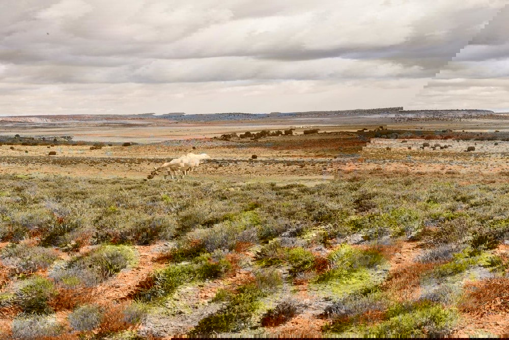 Shash Dine EcoRetreat - thumb 1