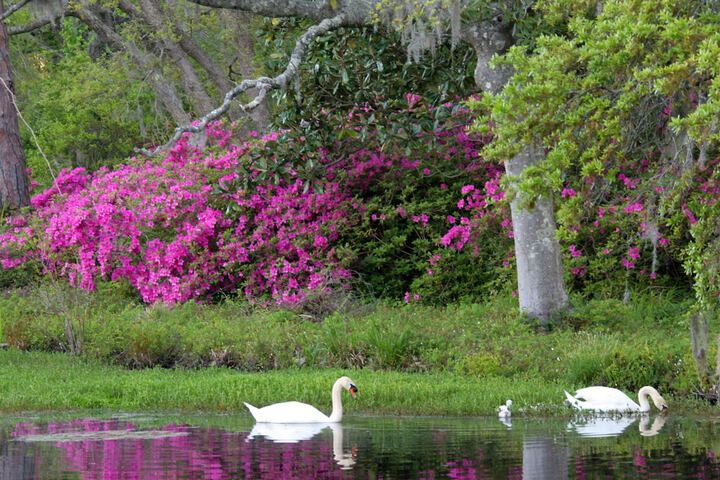 Hilton Garden Inn Wilmington Mayfaire Town Center - thumb 4