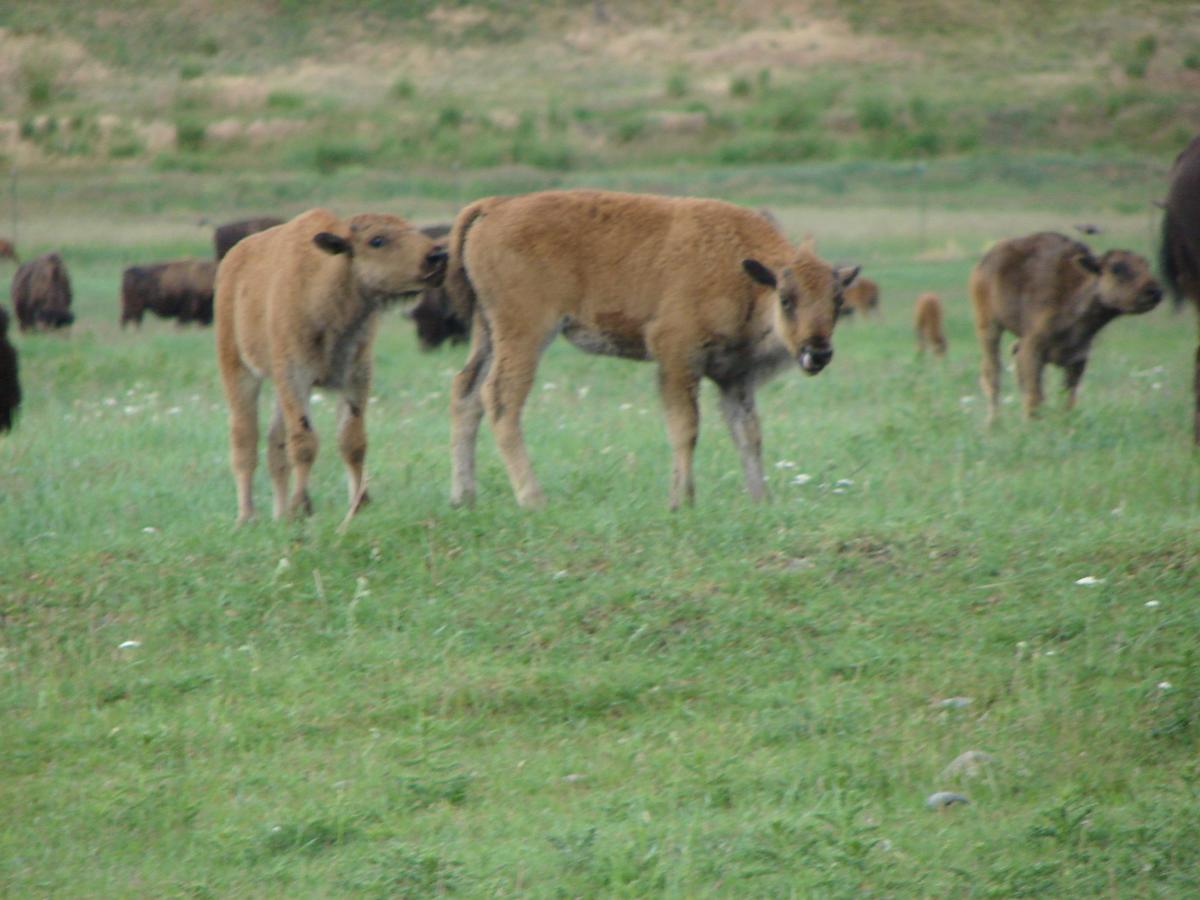 Sleepy J Cabins - thumb 25