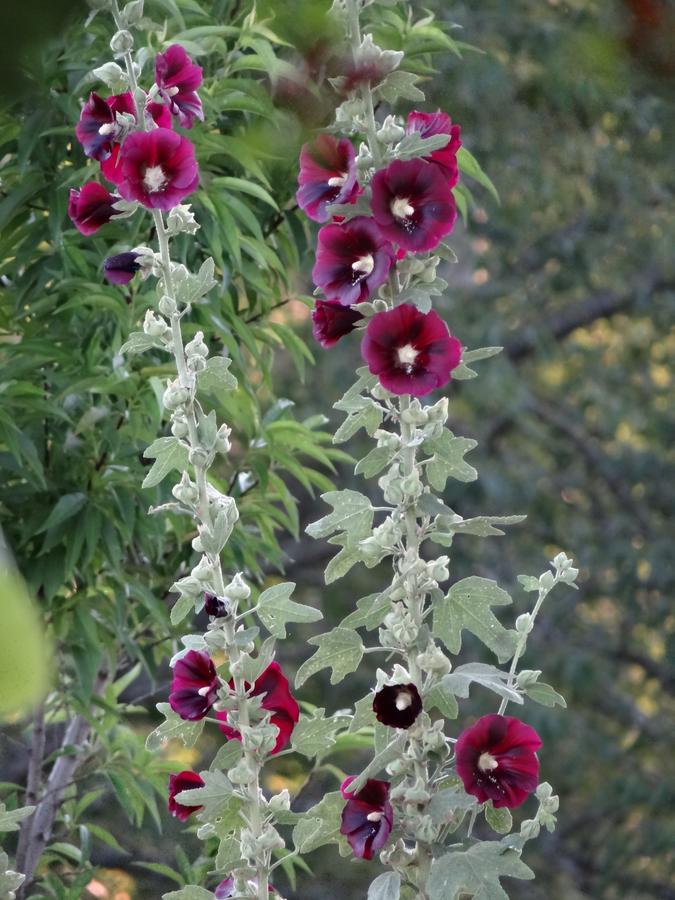 Sweetfern Inn - thumb 7