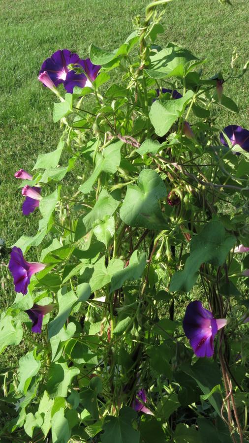 Sweetfern Inn - thumb 9