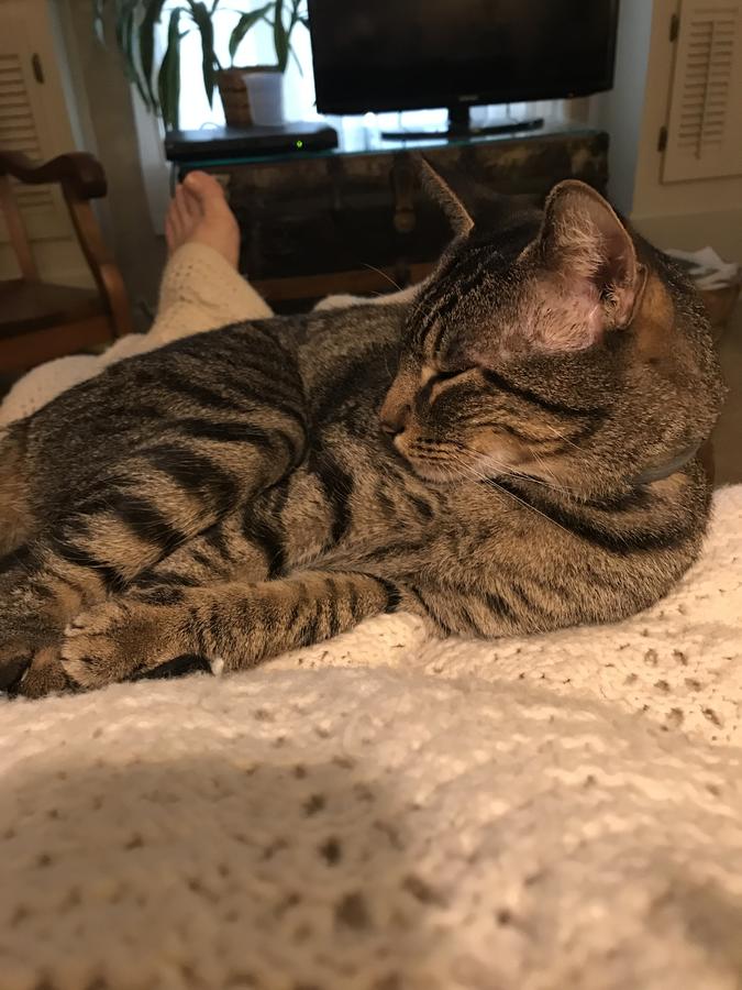 The Eagle's Nest Inn - thumb 1