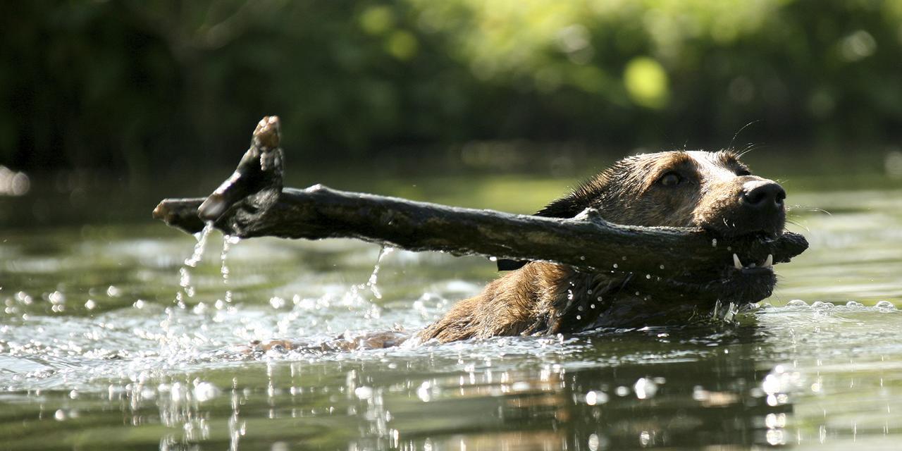 Alta Crystal Resort At Mt Rainier - thumb 6