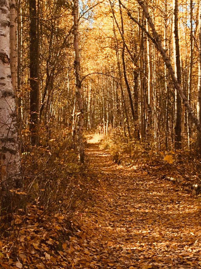 Talkeetna Trailside Cabin - thumb 15