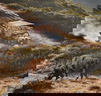 Catalina Island Bison Expedition - Accommodation Los Angeles