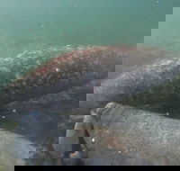 Swim With Manatees In Crystal River Florida - Accommodation Los Angeles