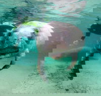 Manatee Snorkel Tour with In-Water Divemaster/Photographer - Accommodation Los Angeles