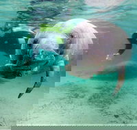 Small group Manatee Tour with In-Water Divemaster/Photographer - Accommodation Los Angeles