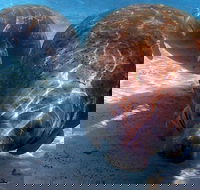 Small Group VIP Manatee Pontoon Tour - Accommodation Los Angeles