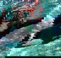 Crystal River Manatee Swim in Kings Bay National Wildlife Refuge - Accommodation Los Angeles