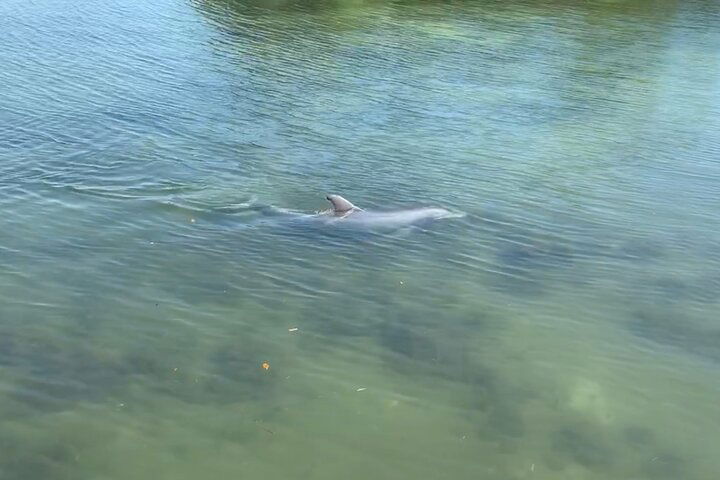 Sunset Dolphin Cruise - thumb 5