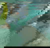 Deluxe Manatee Swim Tour - Accommodation Los Angeles