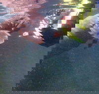 Manatees and Rainbow River by SCUBA or Snorkel - Accommodation Los Angeles