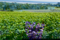 Designated Driver TC - We Drive Your Car For Wine Tours