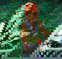 Fully Guided Zipline Canopy Tour through Kentucky River Palisades - Accommodation Los Angeles