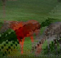 Half-Day Thoroughbred Horse Farm Tour in Kentucky - Accommodation Los Angeles