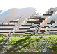 Rarest Thoroughbreds in the World Tour - Accommodation Los Angeles