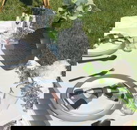 Outdoor Luxury Themed Picnic Setup in Detroit - Accommodation Los Angeles