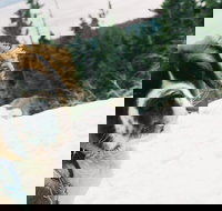 ATV & Snow Mobile Winter Adventures from Reno - Accommodation Los Angeles