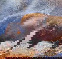 Private VIP Boutique Yellowstone Day Tour from Bozeman - Accommodation Los Angeles