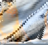 Winter Yellowstone Tour With Optional Hike or Snowshoe - Accommodation Los Angeles