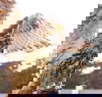 Experience Raptors and Falconry - Accommodation Los Angeles