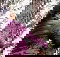 Guided Shared Group Forest Bathing Session in Serene Woodland Park - Accommodation Los Angeles