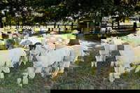 Skip the Line Alpaca Farm Tour Ticket in Adairsville Georgia