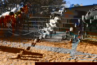 The Equine Experience