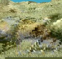 Private VIP Boutique Day Tour of Mt. Rushmore and The Badlands - Accommodation Los Angeles