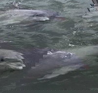 90-Minute Private Dolphin Tour in Hilton Head Island - Accommodation Los Angeles