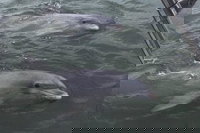 90-Minute Private Dolphin Tour in Hilton Head Island