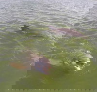 Hilton Head Disappearing Island Dolphin Tour - Accommodation Los Angeles