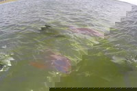 Hilton Head Disappearing Island Dolphin Tour